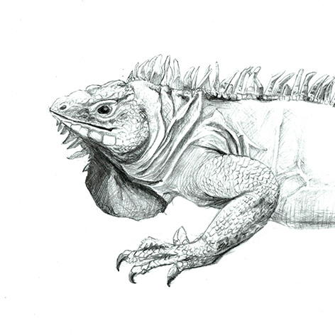Dessin de profil de l'avant du corps d'un iguane au crayon de papier par Charlotte Guichon