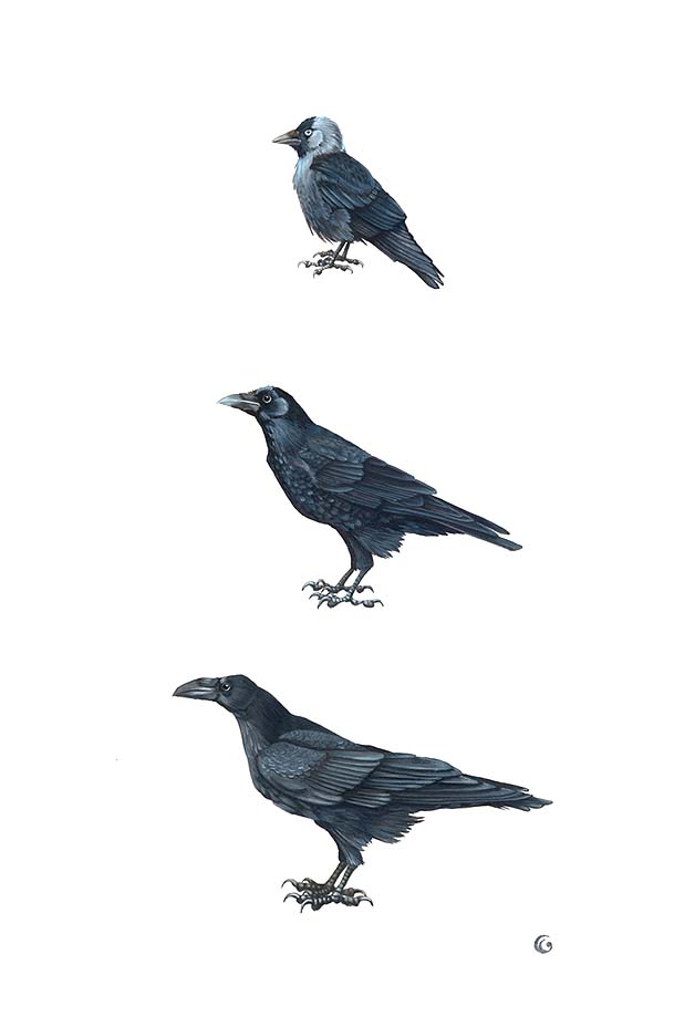 Trois dessins de corvidés : le choucas des tours, la Corneille et le Grand corbeau