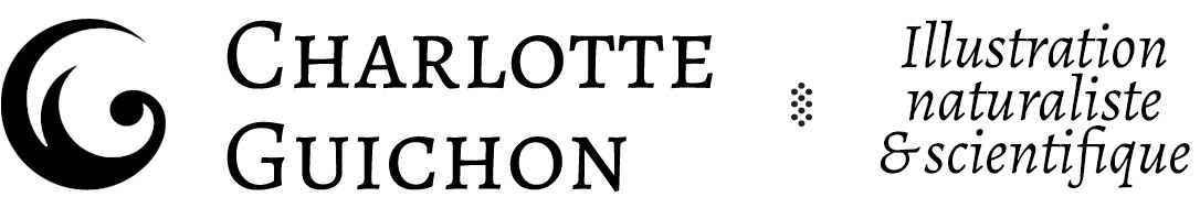 Bannière du site Charlotte Guichon illustratrice naturaliste et scientifique