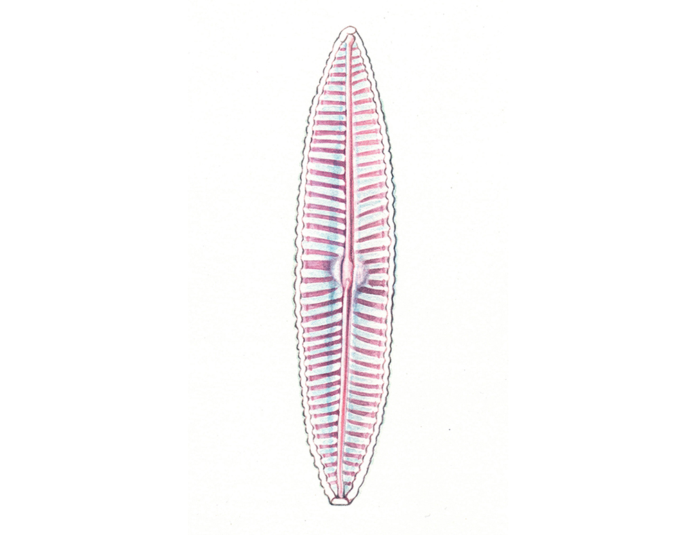 Dessin naturaliste de diatomée par charlotte guichon